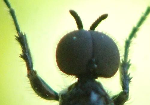 Réf. 197 742 : Dilophus sp.